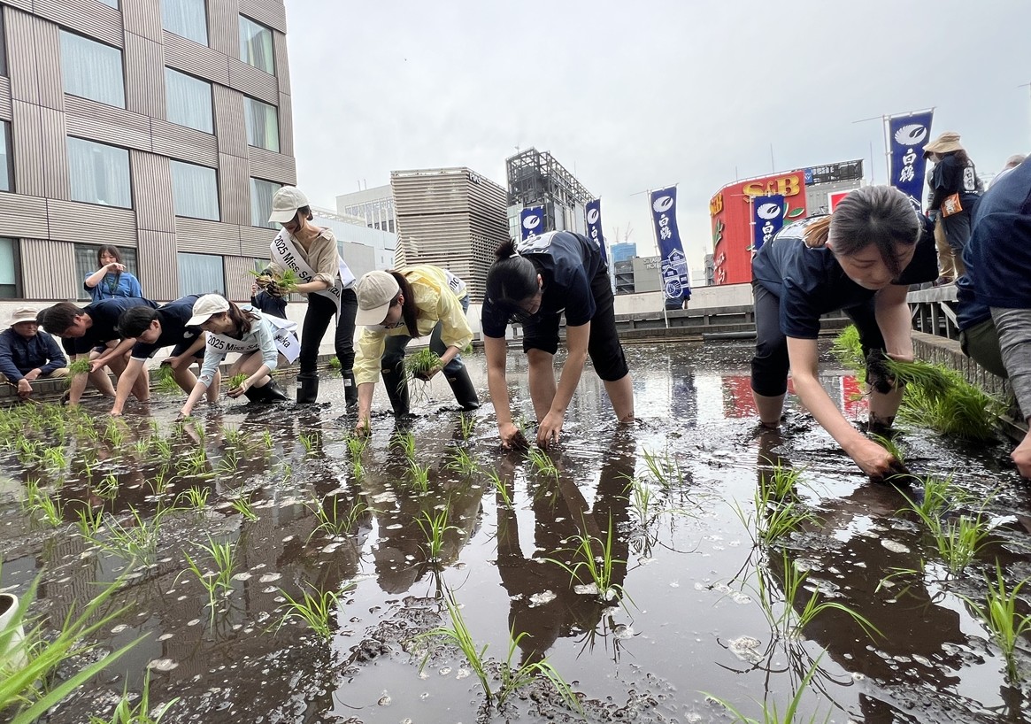 東京・銀座屋上の田んぼ「白鶴銀座天空農園」で 自社開発酒米「白鶴錦